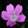 Flowers Garden Screensaver software