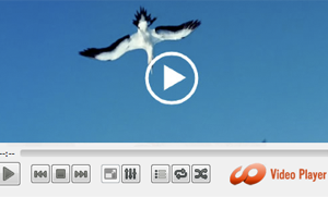 HD Video Media Player for Windows screenshot