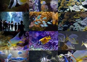 Monaco Aquarium ePix Calendar screenshot