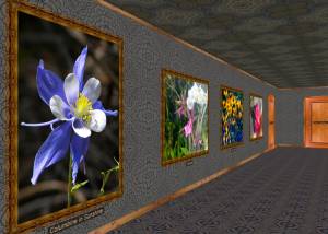 Phota Flowers Screensaver screenshot