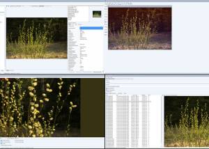 software - Portable WildBit Viewer 6.13 screenshot