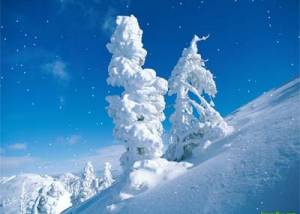 software - SaversPlanet Snowfall Screensaver 5.0 screenshot