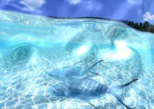 Full Watery Desktop 3D Screensaver screenshot