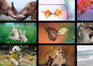 software - Windows 8 Themes - Animals  screenshot